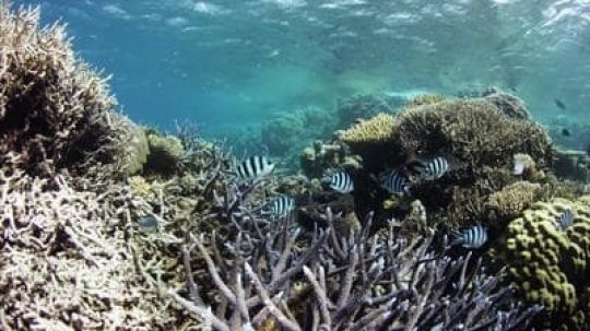 The Great Barrier Reef: A Living Treasure - Epizóda 1