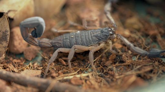 72 Dangerous Animals: Latin America - Epizóda 10