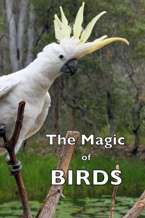 The Magic of BIRDS