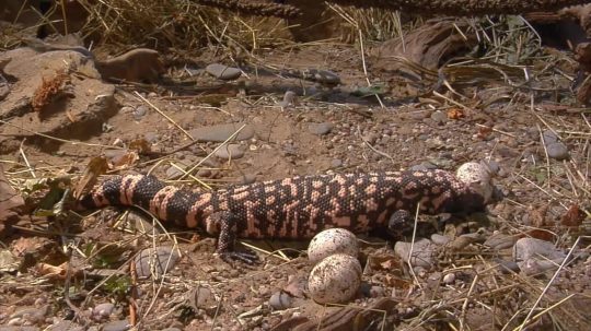 72 Dangerous Animals: Latin America - Epizóda 4