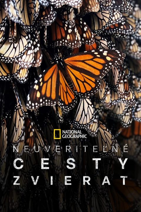 Najúžasnejšie cesty zvierat