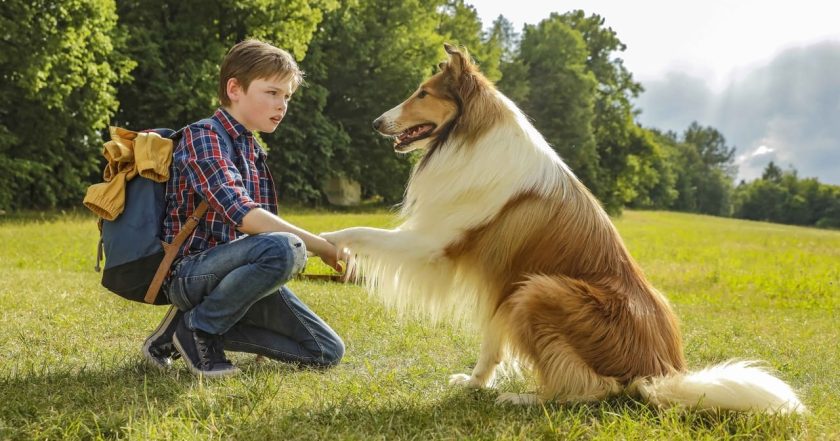 Lassie, wróć!