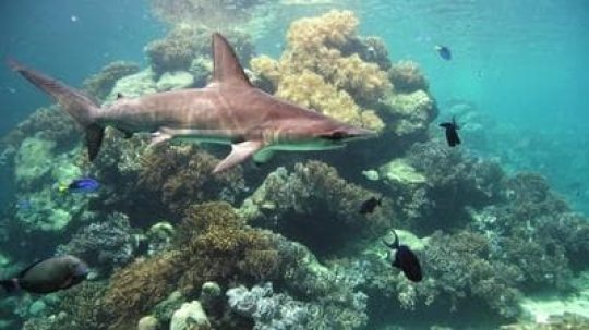 The Great Barrier Reef: A Living Treasure - Epizóda 4