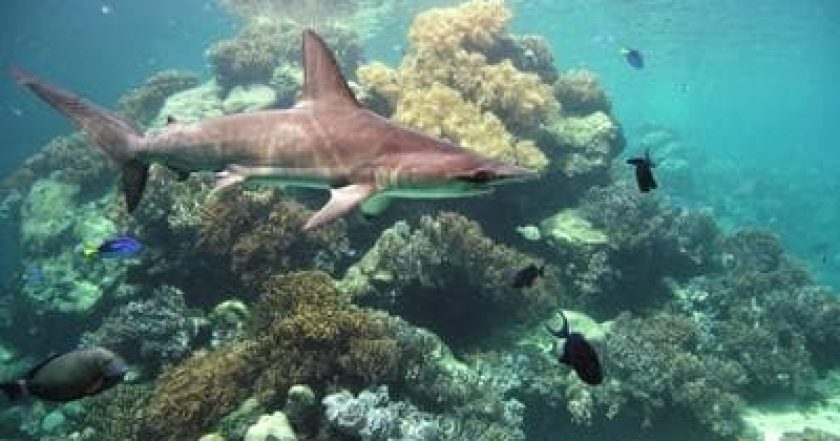 The Great Barrier Reef: A Living Treasure