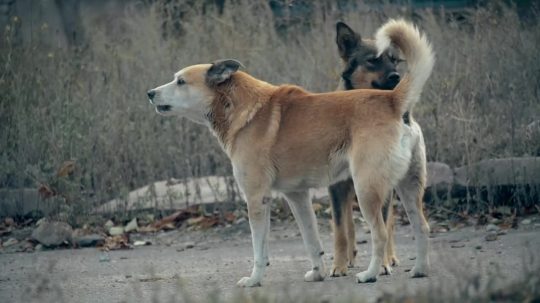 72 Dangerous Animals: Latin America - Epizóda 5